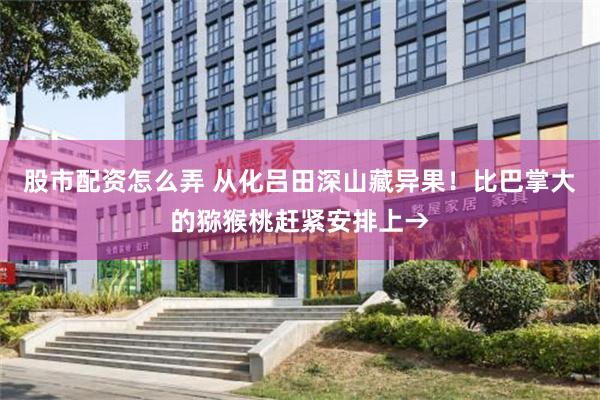 股市配资怎么弄 从化吕田深山藏异果！比巴掌大的猕猴桃赶紧安排上→